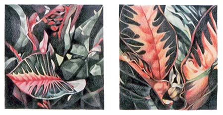 bali croton II