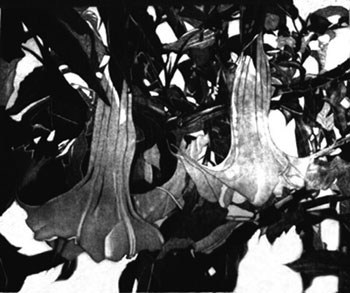 Datura