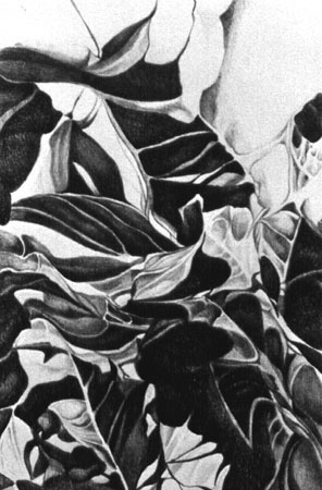 eucalyptus leaves II
