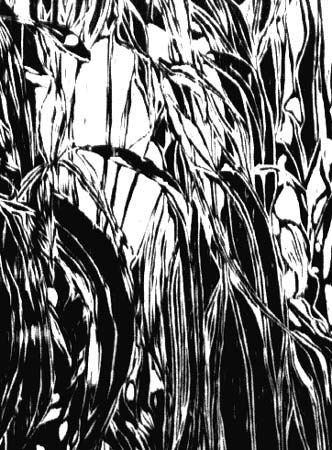 Eucalyptus