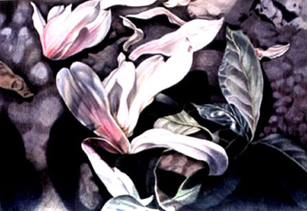 Magnolia