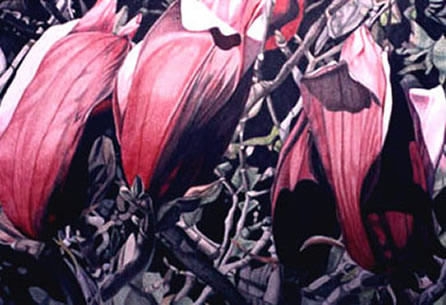 Magnolia