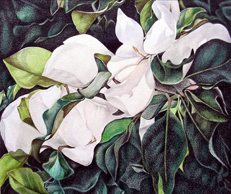 magnolia XXVII