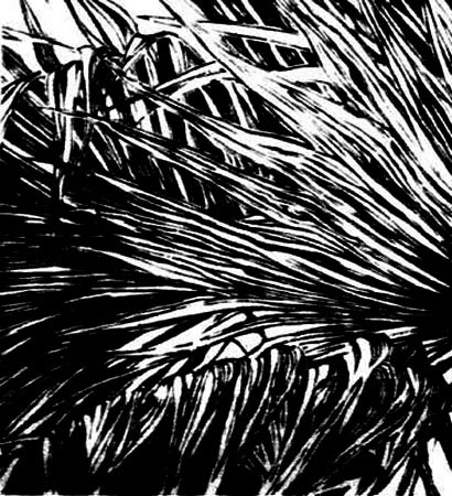 Palm