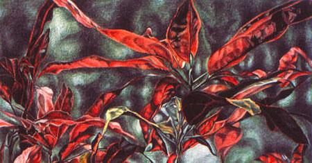 ti plant1