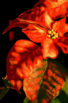 poinsettia