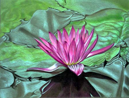 waterlily 2