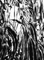 eucalyptus leaves III