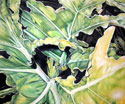 pholodendron II