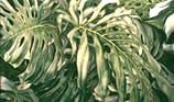 philodendron