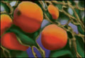 persimmons2